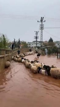 Hatay'da kuvvetli yağış günlük yaşamı etkileri: Çoban kuzuları son anda kurtardı