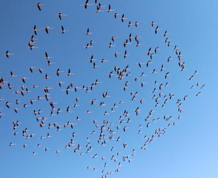 Flamingolar Tuz Gölü'ne gelmeye başladı