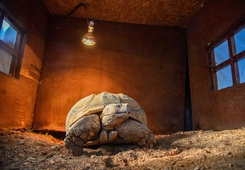 Doğal Yaşam Parkı'nın en yaşlı üyesine 'arkadaş' aranıyor