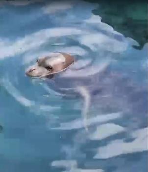 Bodrum’da balıkçı barınağında fok görüldü