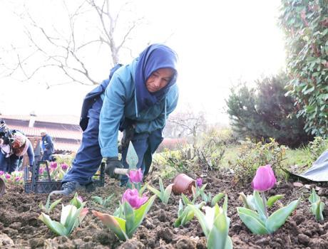Osmangazi’de yıl boyunca 470 bin çiçek dikilecek