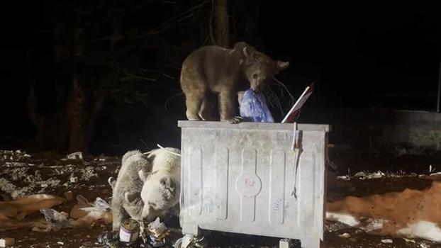 Uludağ’da kış uykusundan uyanan ayı ailesi, yiyecek ararken görüntülendi