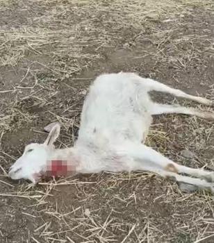 Kayseri’de yabani hayvanların saldırısına uğrayan 11 keçi öldü