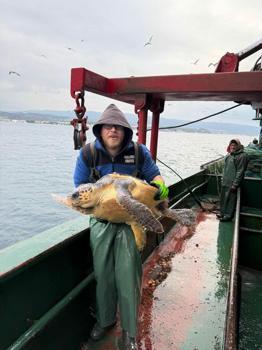 Çanakkale'de balık ağına takılan caretta caretta kurtarıldı