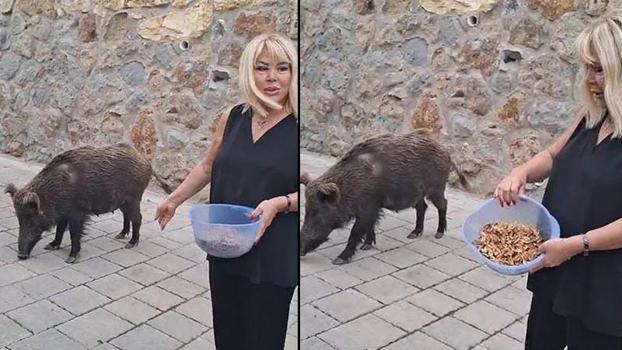 Şarkıcı Safiye Soyman, kapısına gelen yaban domuzunu cevizle besledi