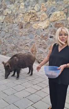 Şarkıcı Safiye Soyman, kapısına gelen yaban domuzunu cevizle besledi