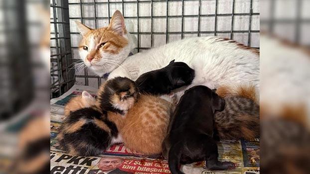 Gebe köpek öldü, yavrulara anne kedi sahip çıktı