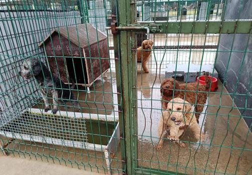 Edirne'de operasyonla 88 köpek kurtarıldı