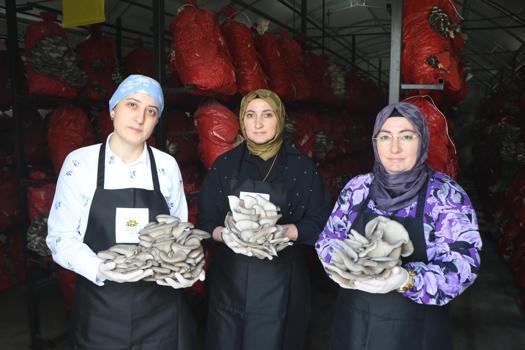 Samsun'da girişimci kadınlar yılda 60 ton istiridye mantarı üretiyor