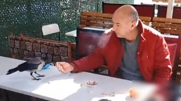 Küçükçekmece'de önce şeker sonra ekmek verdiği kargayı elleriyle besledi