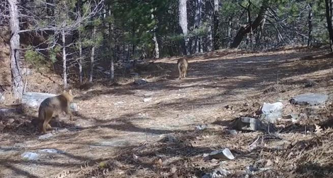 Ormanda dolaşan çakallar fotokapanla görüntülendi