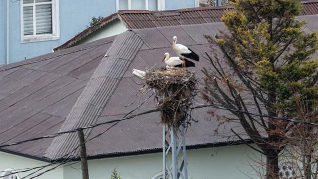 Afrika'dan göç eden Leylekler İstanbul'a ulaştı