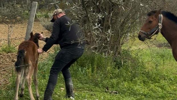 Tellere takılan tayı kurtarıp annesine kavuşturdu