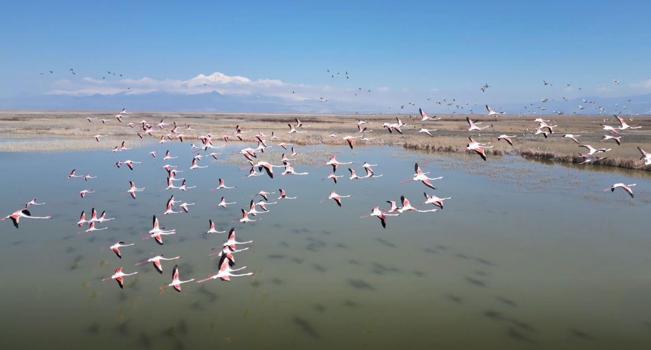 Kayseri’de flamingoların görsel şöleni dron kamerasında