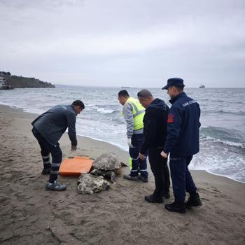 Tekirdağ'da ölü caretta caretta kıyıya vurdu