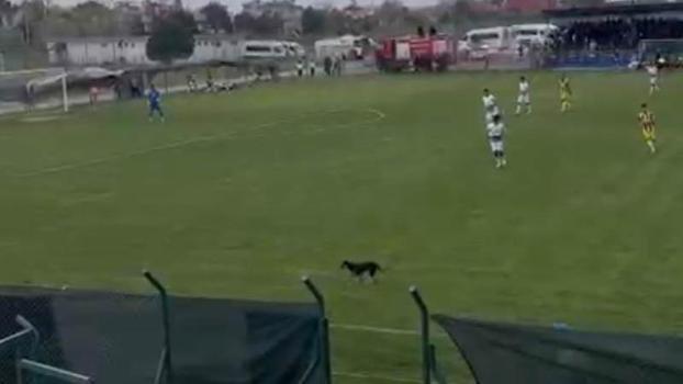 Sahaya giren köpek, maçın geçici olarak durmasına neden oldu