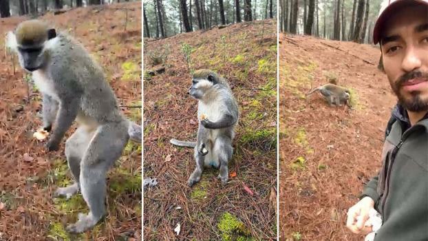 Ormanda gördüğü maymunu simitle besledi