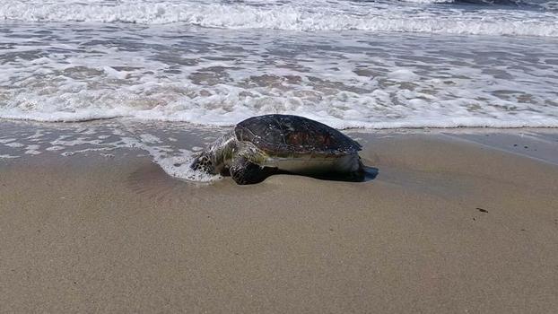 Kuşadası’nda bir ölü deniz kaplumbağası daha sahile vurdu; sayı 8’e çıktı