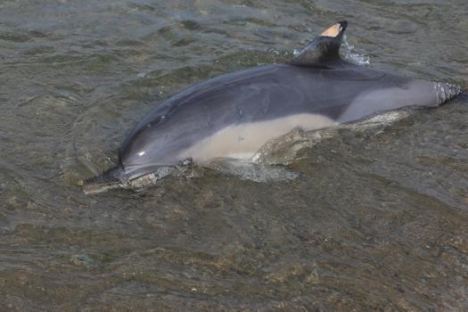 Trabzon'da ölü yunus sahile vurdu