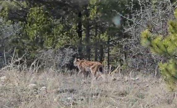 Kastamonu’da vaşak görüntülendi