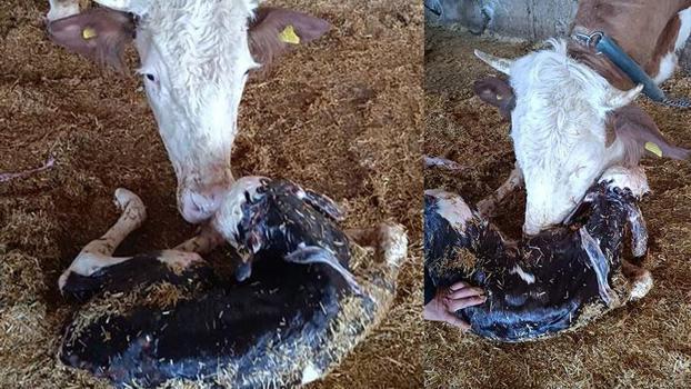 Kayseri’de yeni doğan buzağı ile annenin kavuşması kamerada