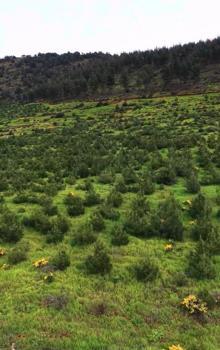 Hatay'da yeşil vatan koruma altında