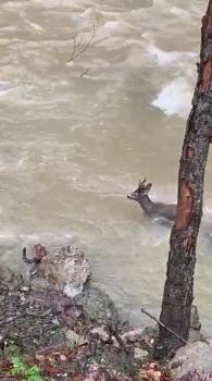 Karacanın çaydan zorlu geçişi kamerada