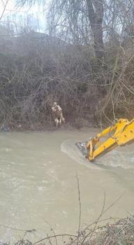 Dereye düşen buzağıyı köylüler kurtardı
