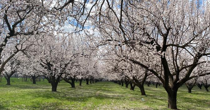 Kayısı ağaçları çiçek açtı, Iğdır Ovası beyaza büründü
