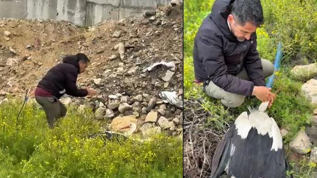 Göç yolundaki leylek tüfekle vuruldu