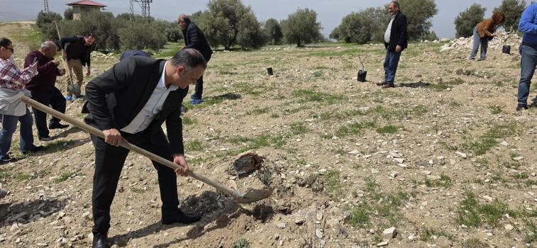 Mut'ta kadim zeytin fidanları toprakla buluştu