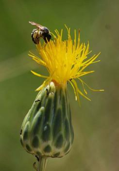'Tülüşah, yok olma tehlikesiyle karşı karşıya'