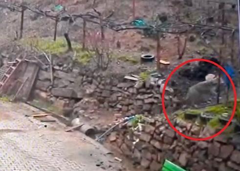 Adana'da aç kalan kurdun, yerleşim yerinde yemek aradığı anlar kamerada