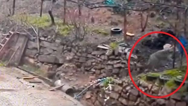 Adana'da aç kalan kurdun, yerleşim yerinde yemek aradığı anlar kamerada
