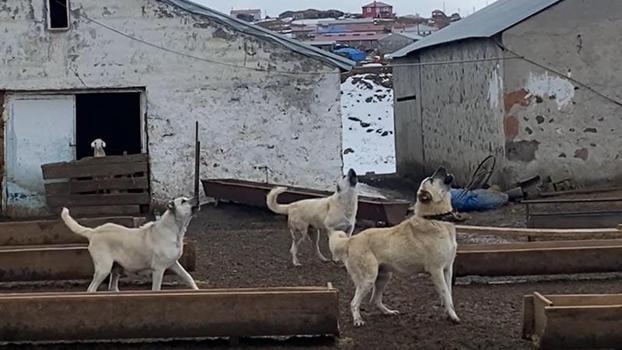 Çoban köpeklerinin drona tepkisi kamerada
