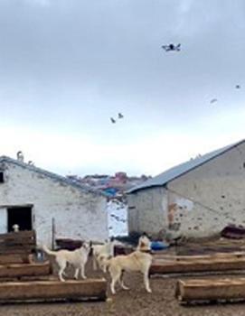 Çoban köpeklerinin drona tepkisi kamerada