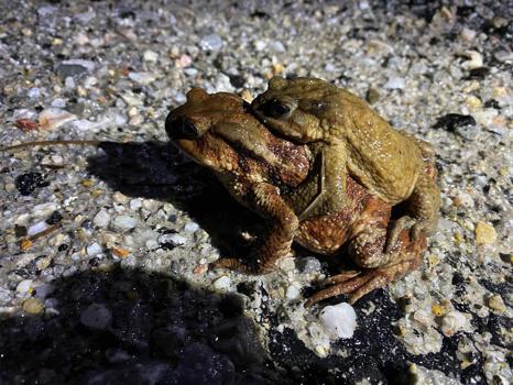 Domaniç’te kurbağaların göç yolculuğu