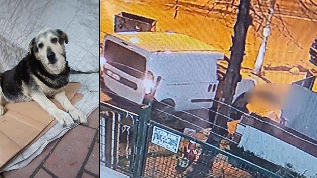 Kadıköy’de kaldırımda yatan ‘Pakize’ isimli köpeği ezip yollarına devam ettiler