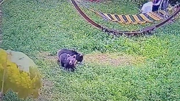 Karabük’ye yiyecek arayan yavru ayılar kamerada