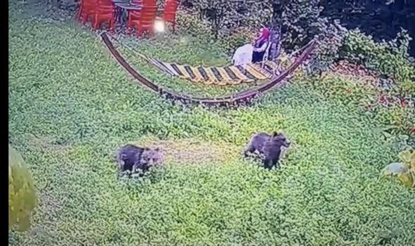 Karabük’ye yiyecek arayan yavru ayılar kamerada