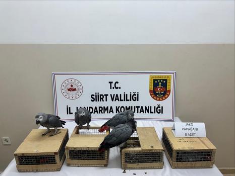 Siirt’te yol kontrolünde 480 bin lira değerinde 8 papağan ele geçirildi