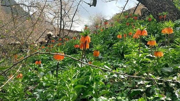 Siirt’te ters laleler çiçek açtı; koparmanın cezası 700 bin lira