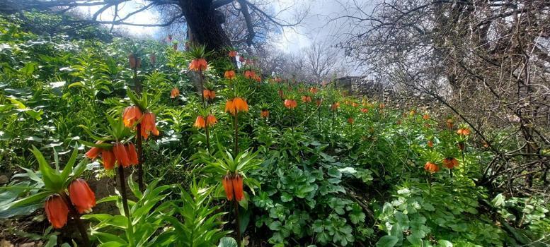 Siirt’te ters laleler çiçek açtı; koparmanın cezası 700 bin lira