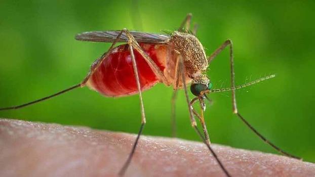 Antalya'da yoğun yağışlar sonrası sivrisinek alarmı