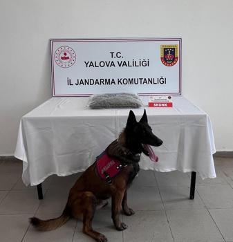 Yalova’da 1 kilo 590 gram skunk ele geçirildi; 1 tutuklama