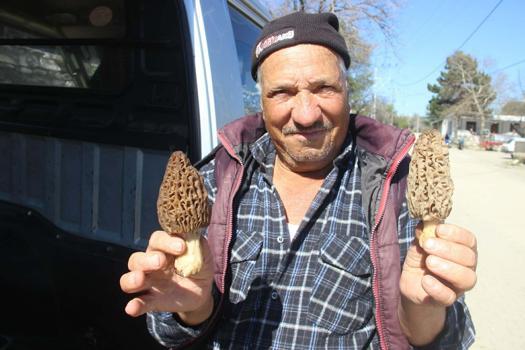 Dağ köylerinde kuzugöbeği mantarı gelir kapısı oldu