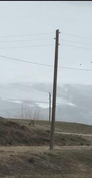 Kent merkezine inen kurt, cep telefonuyla görüntülendi