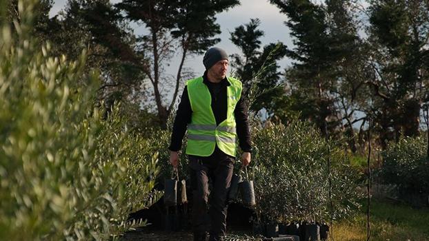 'Ağaç Adam'ın hedefi 1 milyon zeytin fidanı