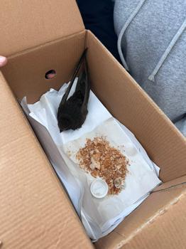 Öğrencilerin bulduğu ebabil kuşu, koruma altına alındı