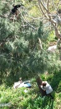 Avcılar'da ağaçta 10 saat mahsur kalan kedi, 8 yaşındaki İkra'nın ihbarıyla kurtarıldı